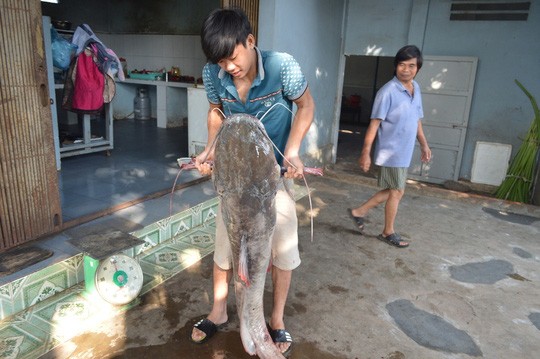 Bắt được cá lăng nặng hơn 40kg trên sông Sêrêpốk