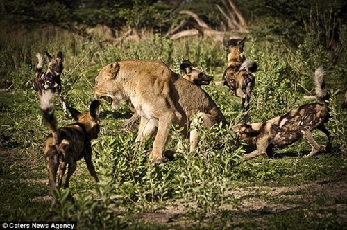 Bầy chó hoang điên cuồng tấn công con sư tử cái tội nghiệp