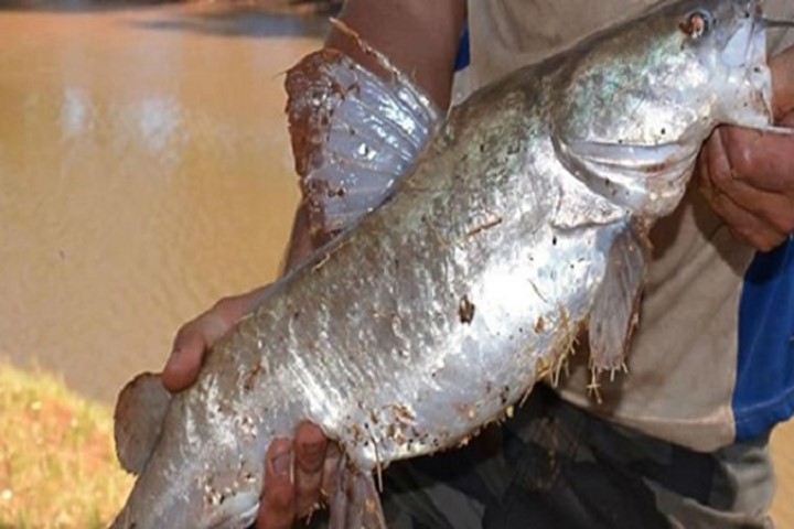Cá trê lớn bất thường sau khi ăn thịt chuột