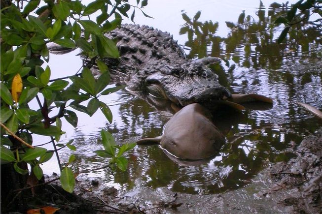 Cuộc chiến cực hiếm giữa cá sấu và cá mập: Loài nào sẽ thắng?
