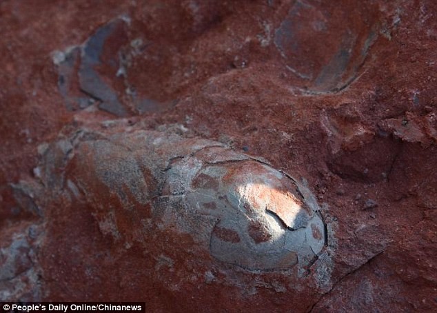 Phát hiện trứng khủng long hóa thạch ở Trung Quốc