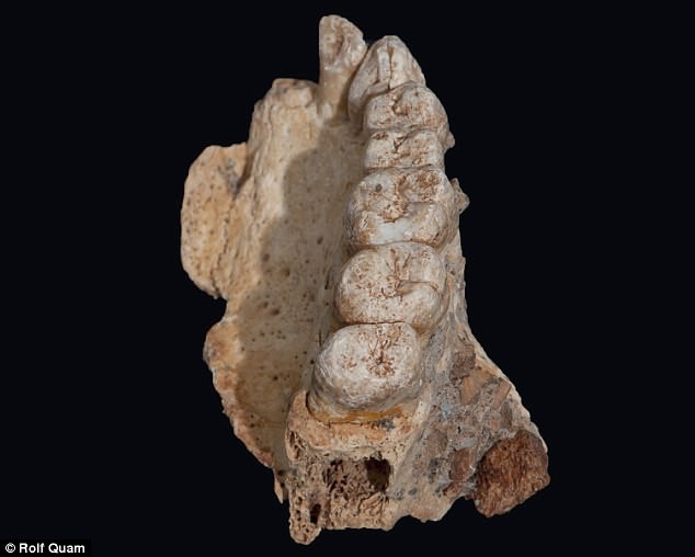 Hóa thạch phát hiện ở Israel có thể sẽ viết lại lịch sử nhân loại