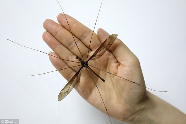 Rùng mình nhìn muỗi to khủng khiếp ở Trung Quốc