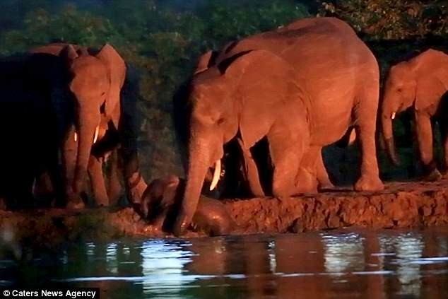 Cảm động đàn voi cứu thành viên nhí rơi xuống nước