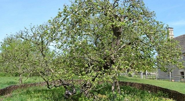 Cây táo của Newton vẫn đơm hoa kết trái

