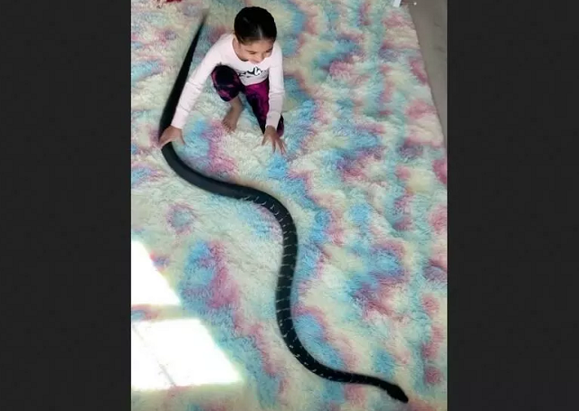 Hình ảnh từ video cho thấy một bé gái chơi đùa với rắn.