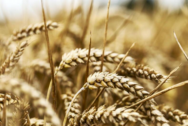 Ukraine nêu điều kiện để xuất khảu lúa mì.