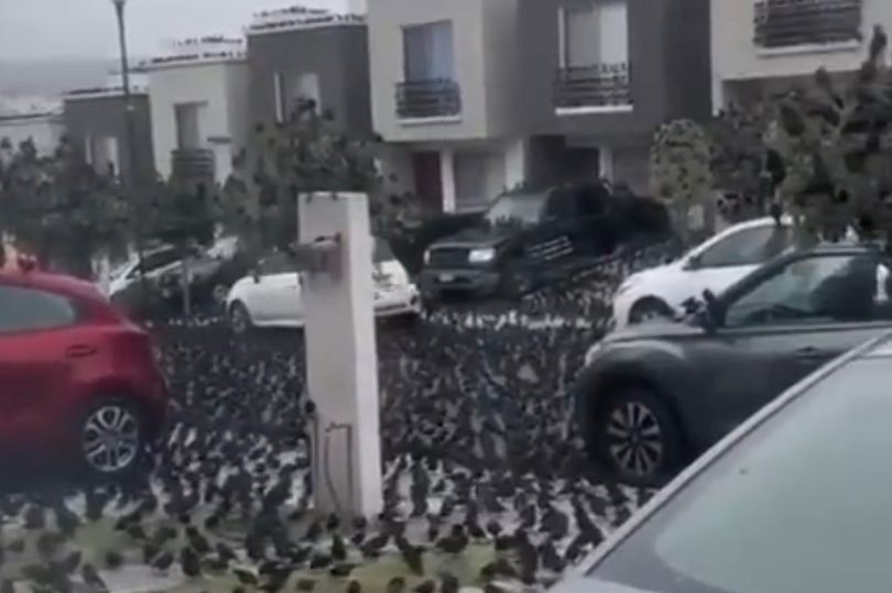 Những con chim xuất hiện trên đường phố Mexico đang tạo ra những đồn đoán.