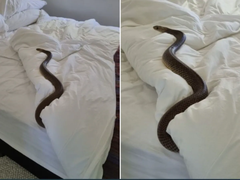 Một con rắn độc đã bò vào giường ngủ của một người dân Australia.