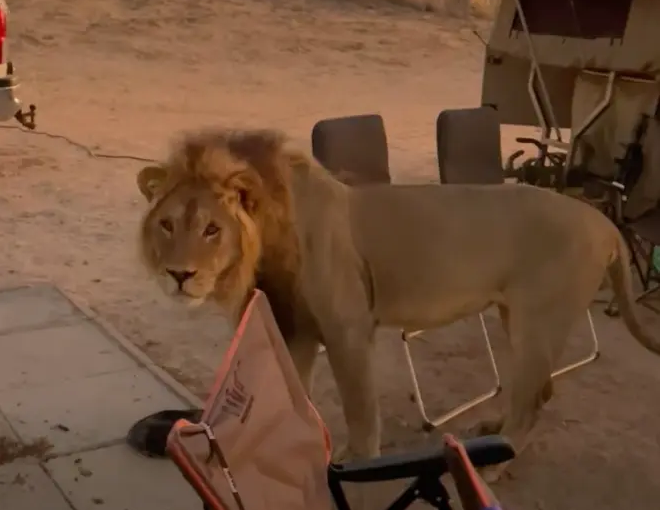 Video khoảnh khắc thót tim sư tử bất ngờ chạm trán người cắm trại