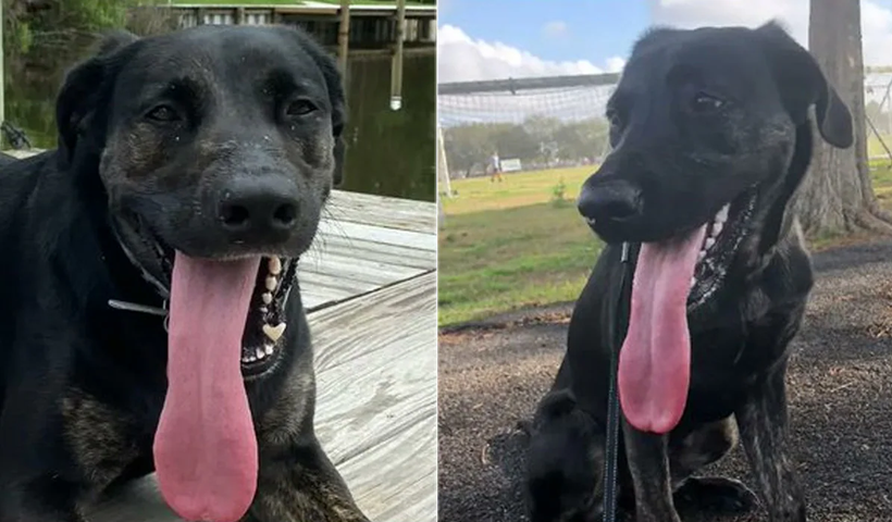 Chú chó Zoey sở hữu lưỡi dài nhất thế giới.