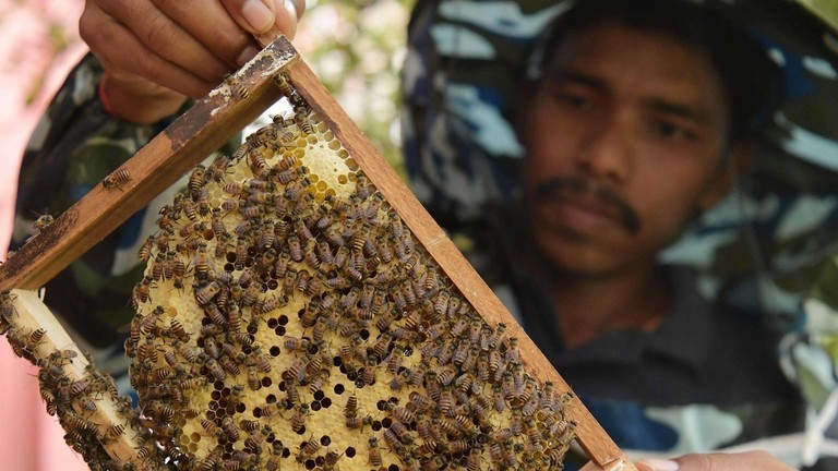 Một công nhân đang kiểm tra hộp tổ ong tại trường cao đẳng nông nghiệp ở ngoại ô Agartala, Ấn Độ. (Ảnh: Getty Images)