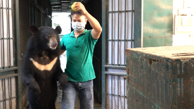 Các nghệ sỹ thường xuyên chăm sóc gấu hỗ trợ đưa gấu vào lồng vận chuyển bằng cách dụ và dắt gấu.