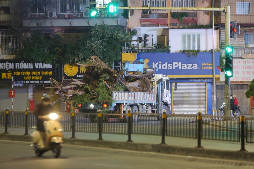 Hàng cây xanh tại phố Chùa Bộc đã được đánh chuyển đi trong đêm để thực hiện mở rộng vỉa hè, xây cầu thép.