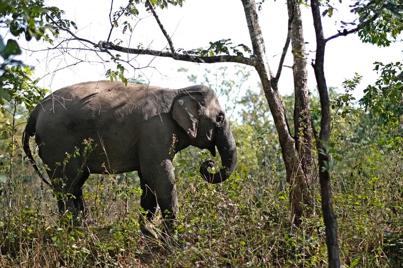 Voi Bun Kham một trong các cá thể voi đang trong mô hình du lịch thân thiện với voi thoải mái tự do trong Vườn quốc gia Yok Don.