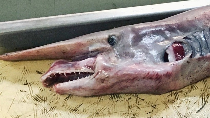 Cá mập yêu tinh quý hiếm thời tiền sử hơn 200kg mới được tìm thấy - Ảnh 1.