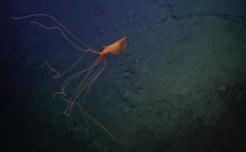 Đoạn phim đã ghi lại hình ảnh đáng kinh ngạc của một con mực vây lớn cực kỳ hiếm ở độ sâu của Đại Tây Dương. Chúng có vẻ ngoài giống người ngoài hành tinh với những xúc tu dài kỳ dị.