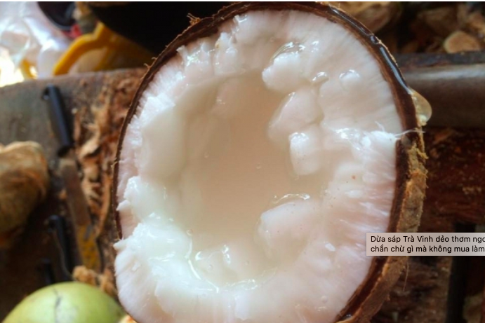 Bảo tồn đặc sản dừa sáp từ công nghệ nuôi cấy mô tế bào  ảnh 3