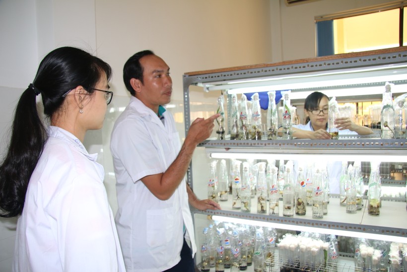 Trường ĐH Trà Vinh bảo tồn đặc sản dừa sáp từ công nghệ nuôi cấy mô tế bào. 