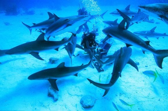 Thoát ly gia đình để sống chung với bầy cá mập
