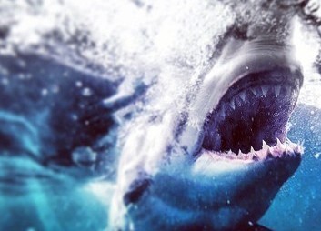 Nhiếp ảnh gia bơi giữa 200 cá mập