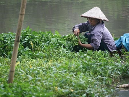 Người dân nhiễm chì vì ăn rau muống, cá rô phi sông Nhuệ 