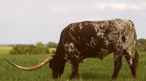 Chú bò sở hữu cặp sừng dài gần 3 m