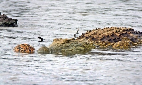  Cá sấu đói hung hãn nuốt chửng rùa