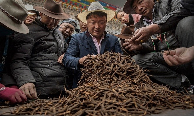  Săn tìm đông trùng hạ thảo trên cao nguyên Tây Tạng