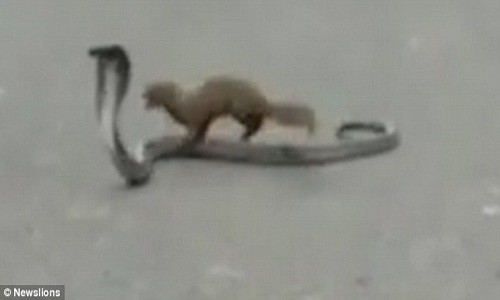 Cầy mangut liên tục tấn công rắn hổ mang.