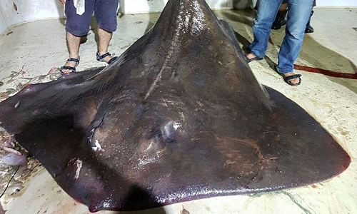 Con cá đuối nặng 450 kg được bắt gần Izmir, Thổ Nhĩ Kỳ. 