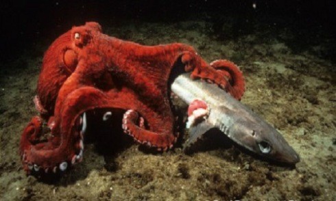 Loài bạch tuộc hơn 9 mét có thể nuốt gọn cả cá mập