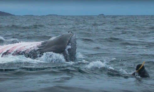 Cá voi lưng gù 16 tấn suýt nuốt chửng thợ lặn