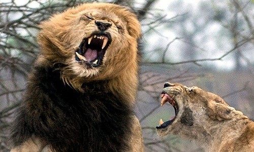 Sư tử cái tát gãy răng con đực mon men lại gần bầy con 