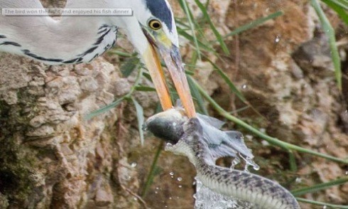Chim diệc đói mồi cướp cá của rắn