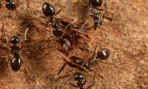 Đàn "siêu kiến" làm tổ dài 39 km có nguy cơ xâm lấn toàn cầu