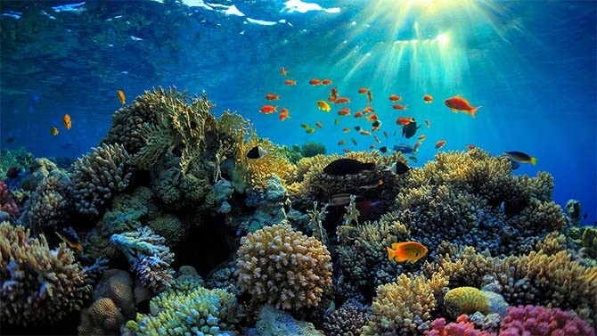 Rặng san hô Great Barrier Reef thời huy hoàng. 
