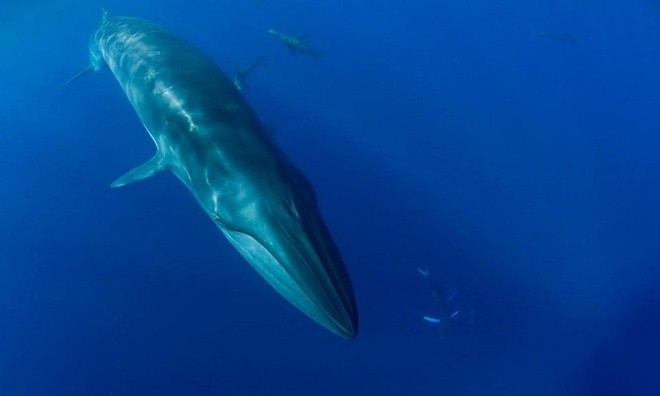 Nhiếp ảnh gia suýt bị cá voi dài 17 m đớp gọn 
