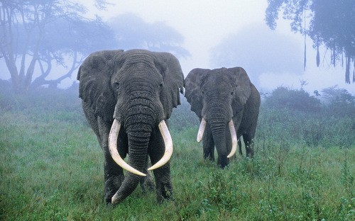 Sương mù khiến cư dân khó nhận ra đàn voi trước khi quá muộn. 