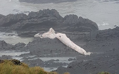 Xác cá voi khổng lồ tróc hết da dạt vào bờ biển Anh