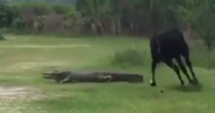Ngựa đen suýt mất chân vì hung hăng tấn công cá sấu