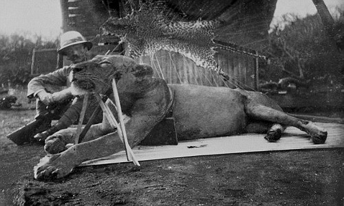 Kỹ sư John Henry Patterson bên một con sư tử Tsavo bị ông bắn chết. 