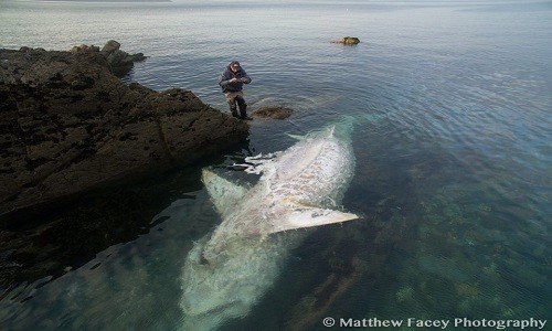  Xác cá mập quái vật dài 8 m phơi bụng trên bờ biển Anh