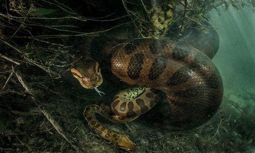 Trăn anaconda cái giết chết con đực sau khi giao phối