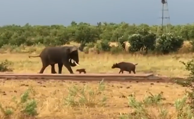 Nghé con tấn công, rượt đuổi voi to gấp 20 lần để bảo vệ mẹ