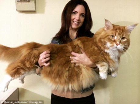 Mèo khổng lồ dài 1m20 nhất thế giới, thích ăn thịt kangaroo