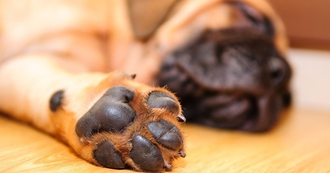 Tại sao chân chó lại thường có mùi như... bỏng ngô?