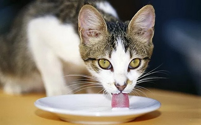 Có nên cho mèo uống sữa hay không?
