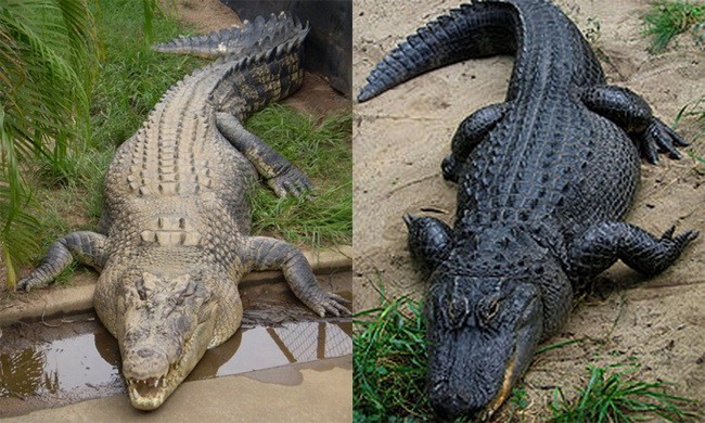 Phân biệt hai loài cá sấu thường gây nhầm lẫn