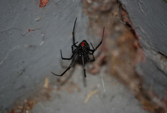Loài nhện kịch độc "Góa phụ đen" đang di cư dần sang Bắc Mỹ ​